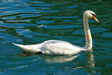 Swan fon Zewll am Zee lake, Austria, Europe