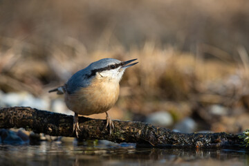 Eurasian nuthatch on a branch over a puddle