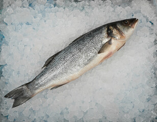 Close up raw European sea bass fish on crushed ice