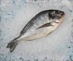 Close up raw Dorada sea bream fish on crushed ice