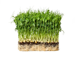 Green peas microgreen isolated on white