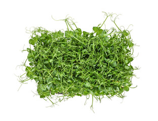 Green peas microgreen isolated on white