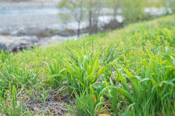 ヤブカンゾウの新芽