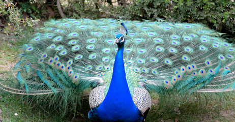 Fabulous Peacock moments before unfurling its feathers for its courtship ritual