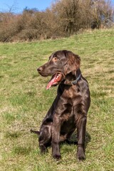 Puppy brown flat coated retriever on a green field. Hunting dog on a spring meadow.