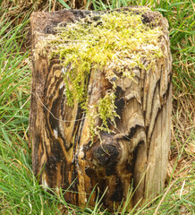 a small tree trunk overgrwon and covered with luminous lichen