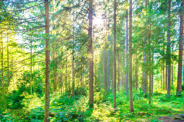 Green pine forest with shining sun rays