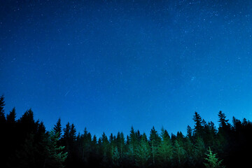 Forest and pine trees landscape under blue dark night sky with many stars, milky way cosmos background