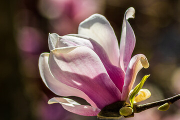 magnolia flower © dennis