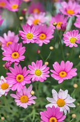 Pink Daisy Flowers Summer Flora