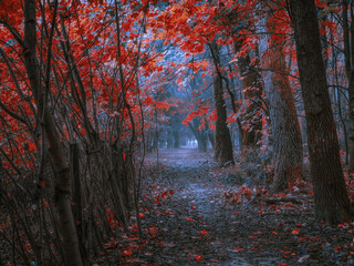 Fototapeta premium magical woods with thick fog, fall colours in the park, mystical autumn landscape.