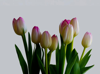 A Bouquet of Tulips on a white background