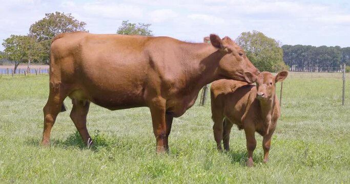 Red Angus cow licking its small calf in a field