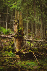 Forest and fallen trees
