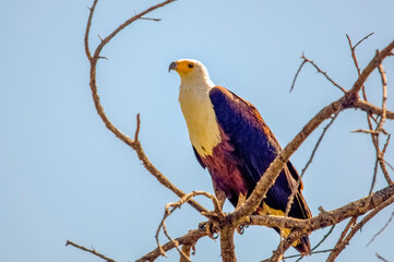 African fish-eagle. Chamo Lake, Ethiopia. Africa
The African fish eagle (Haliaeetus vocifer) or the African sea eagle, is a large species of eagle found throughout Africa