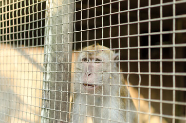 monkey behind bars
