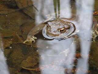 The common toad, European toad (Bufo bufo) in water.