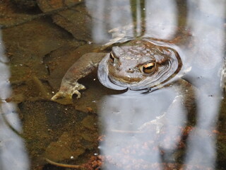 The common toad, European toad (Bufo bufo) in water.