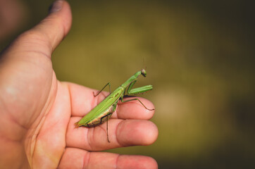 Praying mantis on the palm