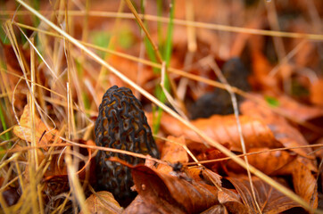 Morel mushroom on the ground