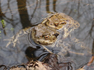 Amplexus of the common toad, European toad (Bufo bufo) in water.