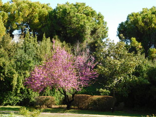 A blooming pink Juda’s tree among other green trees, in the Botanical garden, in Athens, Greece