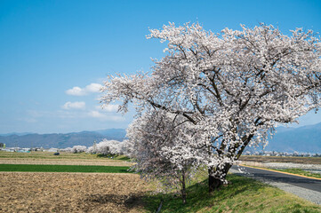 梓川堤防の桜並木