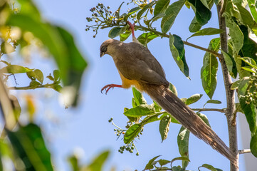 Widowbird. Chamo Lake, Ethiopia. Africa