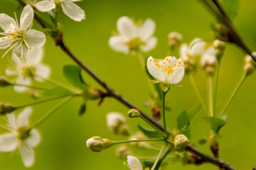 White blossoming branches of cherry fruit tree, close-up, green blurred background. Copy of space