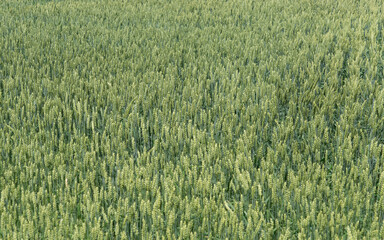 Green field of wheat in summer	