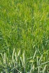 Fototapeta na wymiar Green field of barley and rye in summer. In the fore some wheat plants.
