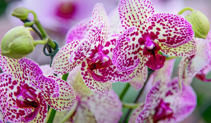 Orchid Phalaenopsis Kleopartra. Popular plants for decorating houses and rooms