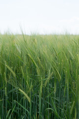 Green field of barley and rye in summer. 