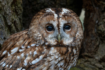 Tawny Owl (Strix aluco) close up. of face with brown feathers and big black eyes, night time hunting owl known for it's Twit - Too call
