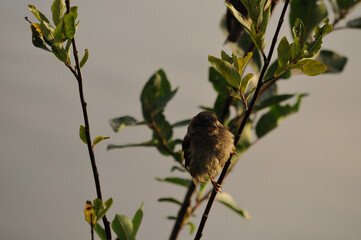 A sparrow bird sits on a tree branch. The house sparrow male warbler Passer domesticus sits on a brown wooden branch with green leaves. Sparrow bird wildlife scene. Wallpaper.