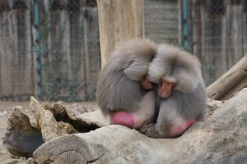 Baboon couple, cuddle up on a trunk of a tree