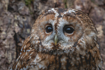 Tawny Owl (strix aluco) looking towards the camera. Dark brown nocturnal bird of prey found in...