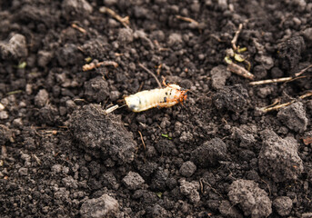 may beetle larva on black excavated ground