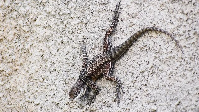 Lizard stops at roughcast texture wall. Close details of lizard skin. 