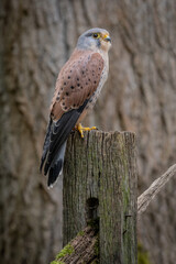 European adult male Kestrel ( Falco tinnunculus ) photographed in the United Kingdom. 