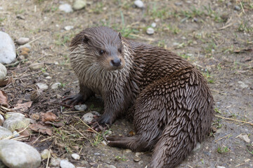 Otter in his natural environment, marginally of a pond