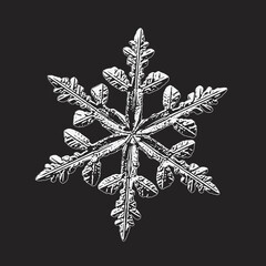 Snowflake isolated on black background. Vector illustration based on real snow crystal at high magnification: elegant stellar dendrite with six thin, fragile arms, ornate shape and complex details.