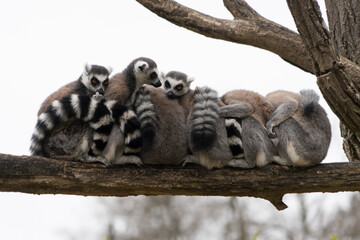 Group of ring tailed lemur (lemur catta) at a branch, aligned and cuddle up to the others