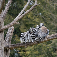 Group of ring tailed lemur (lemur catta) at a branch, aligned and cuddle up to the others