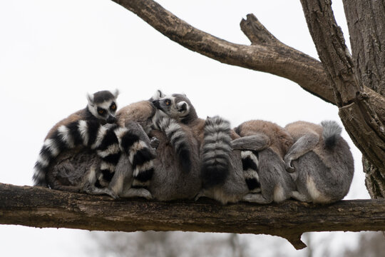 Group of ring tailed lemur (lemur catta) at a branch, aligned and cuddle up to the others