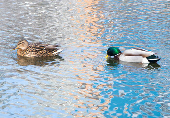Two wild ducks swimming on river. High quality photo. Mallard