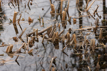 Closeup of reeds in the water - with water reflection