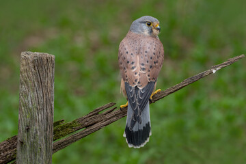 European adult male Kestrel ( Falco tinnunculus ) photographed in the United Kingdom. 