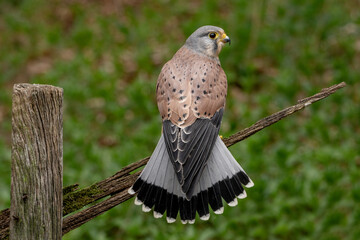 Kestrel bird of prey (Falco tinnunculus) . Adult male perched against autumnal colours in the Yorkshire Countryside