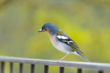 bird on a fence
